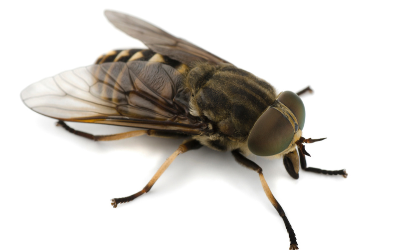 Fly control service in Dallas