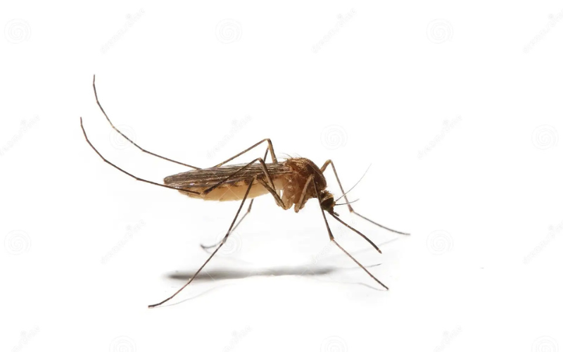 Mosquito control service in Dallas