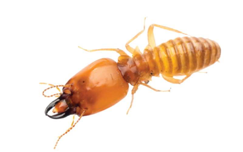 Termite control and inspection service in Dallas