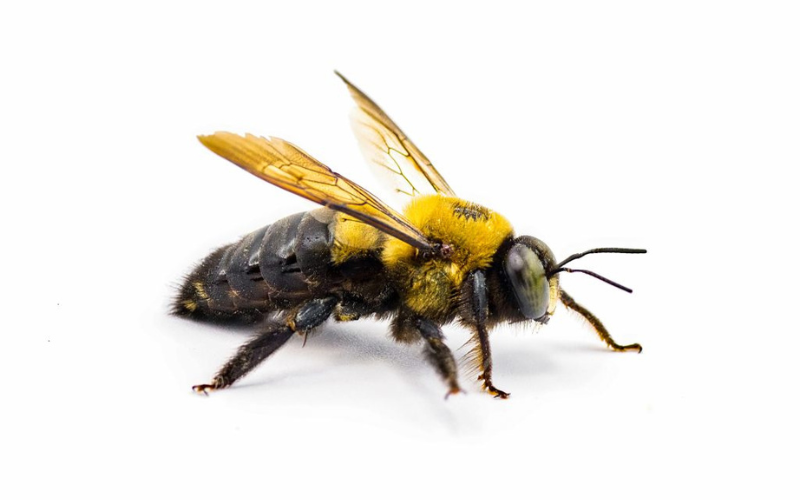 Carpenter bees control service in Dallas